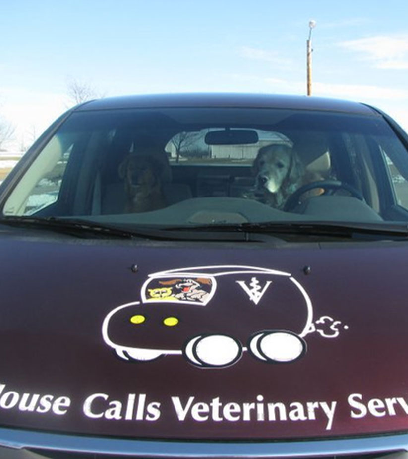 Dog sitting in the Apple Valley Veterinary Clinic van