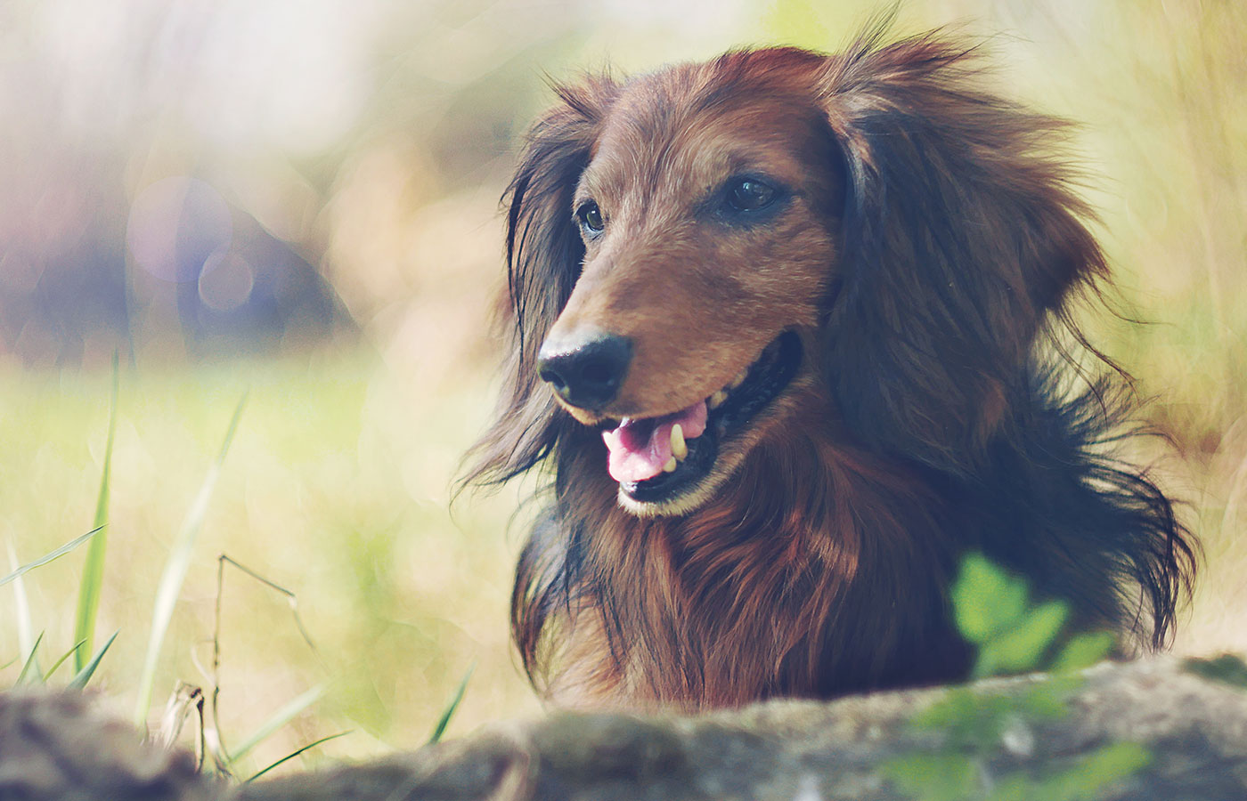 Dog playing outside