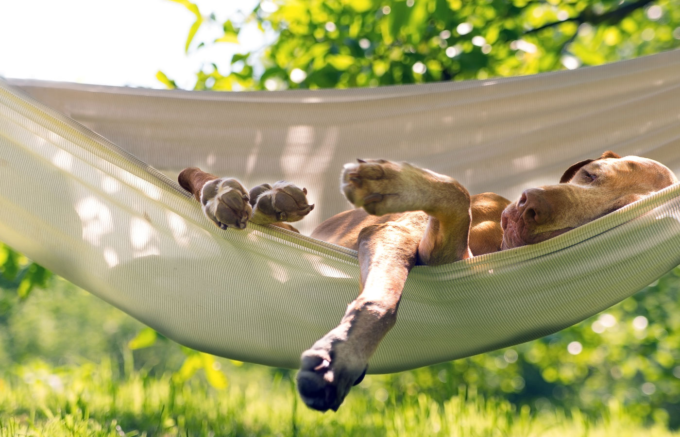 Dog lounging in a hammock
