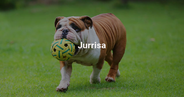 Jurrisa